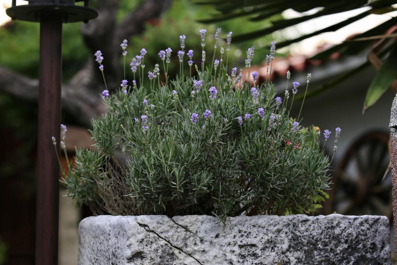 Iliikova House Hotel คาโลเฟอร์ ภายนอก รูปภาพ